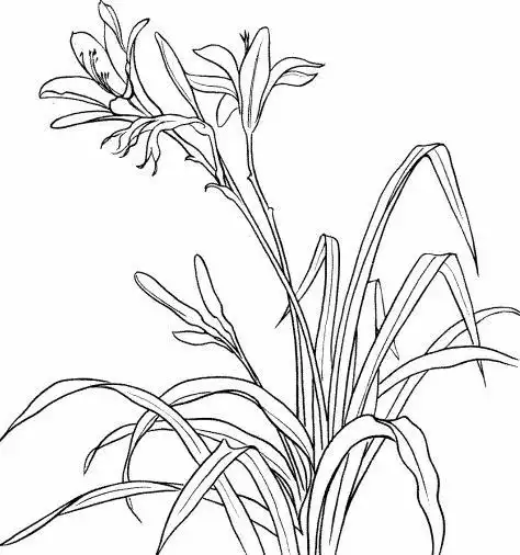 简笔画花兰花简笔画花的简笔画 花的简笔画画法丁香花简笔画丁香花简