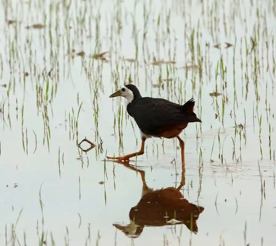 白胸苦恶鸟苦恶鸟属于鹤形目秧鸡科的一属,身体短胖.体形大小 - 抖音