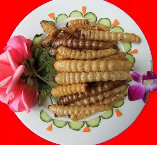虫子,到底有多好吃?