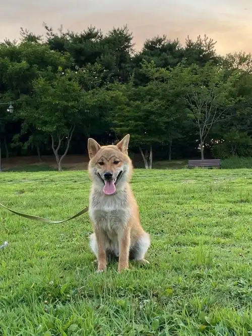 珍岛犬和柴犬的串串09