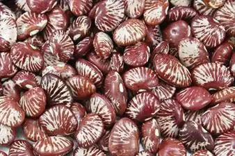 大腰豆的功效与作用,禁忌和食用方法-中医百科