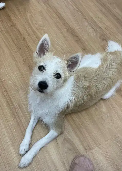 领养的大耳朵小土狗已经7个月了