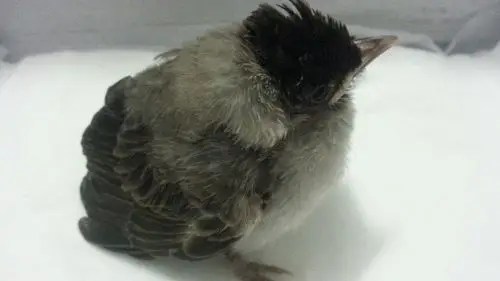 喉红臀鹎(学名:pycnonotus cafer)为雀形目鹎科鹎属的鸟类,俗名黑头公