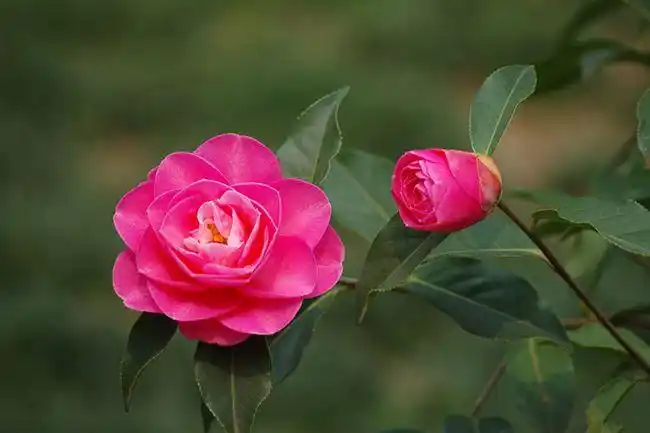 春天常见的开花植物