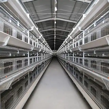 养殖场专用多层育雏笼多层肉鸡笼多层鸡笼价格