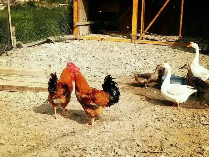 农家院鸡鸭二重唱