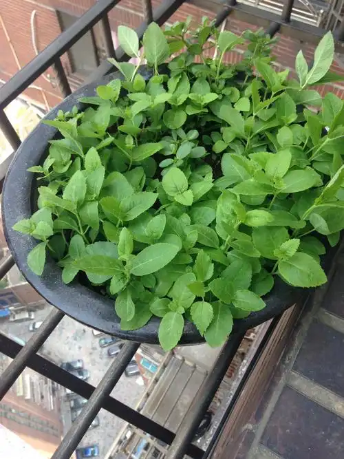 这个是薰衣草幼苗么?