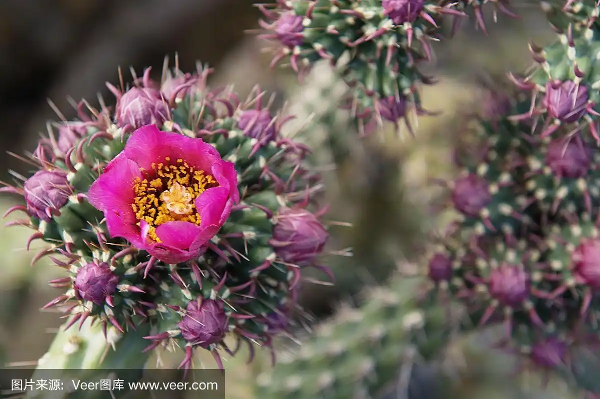沙漠之花,水平画幅,小的,无人,沙漠