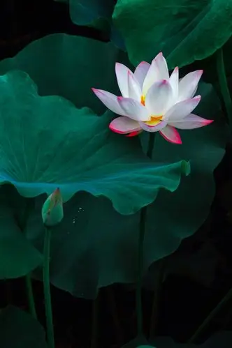 浅淡花卉摄影一一荷花拍摄中的几点建议