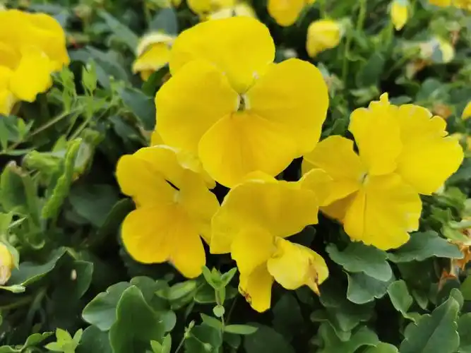 三色堇 - 花粉摄影花粉投稿 花粉俱乐部