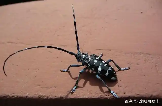 天牛的触角长长的