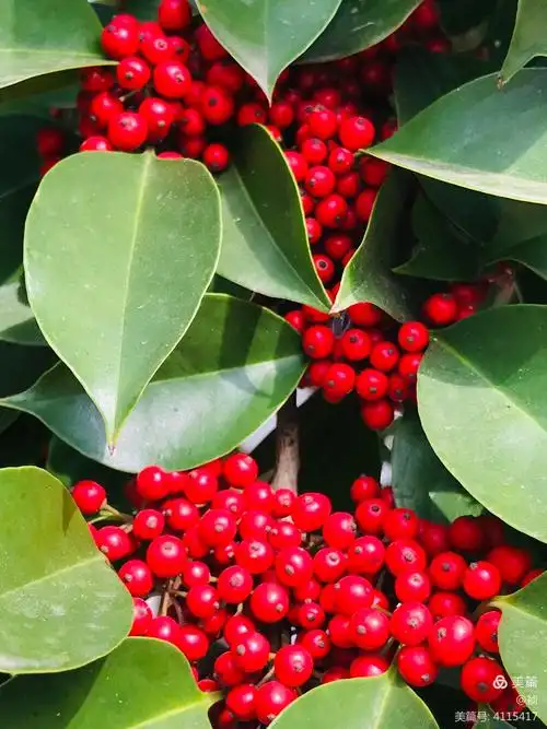 这树结满红色的果实,不能吃.外观很漂亮.