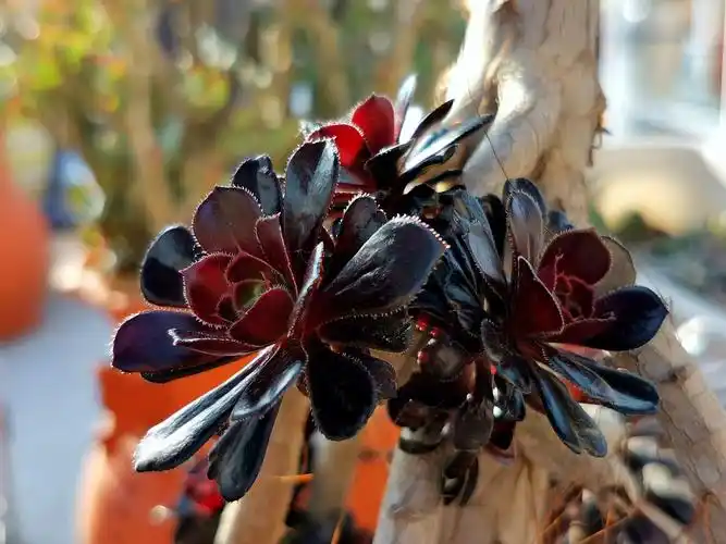 【植物篇之多肉黑法师】高冷美艳,似莲花朵朵.