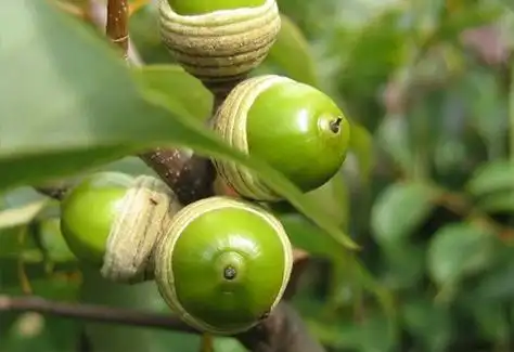 下面那黑色的是lia子老了的样子,可以把它打碎,放到