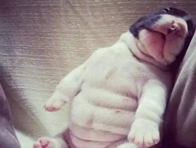 其实看这几点,就能知道狗狗吃饱没