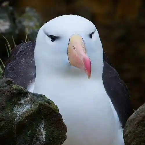 p>黑眉信天翁( i>thalassarche melanophrys /i>)是一种大型及分布最