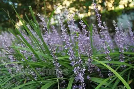 吉祥草的花语和象征意义是什么?