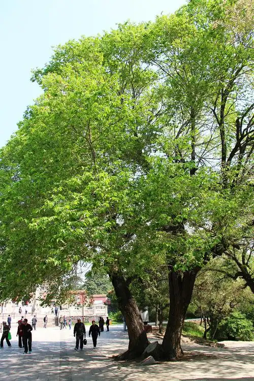 榆树(ulmus pumila)