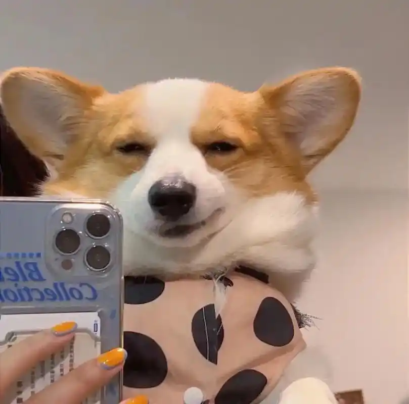 柯基头像自拍小狗可盐可甜