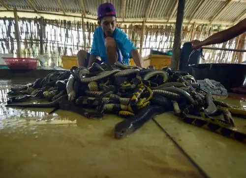 实拍印尼屠蛇场手剥蛇皮尸体制成蛇干
