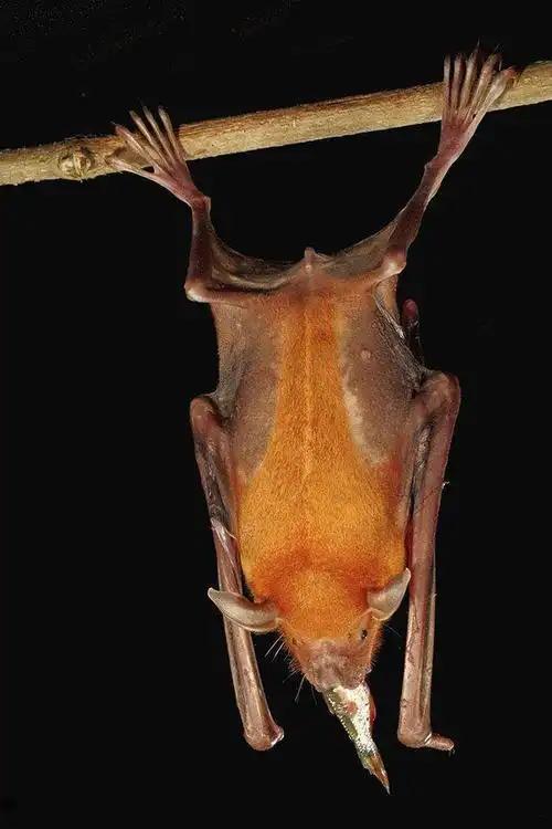 牛头犬蝙蝠渔蝠