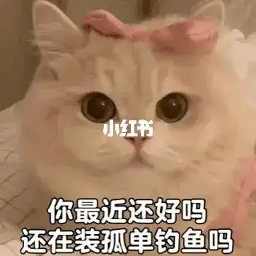 九可爱猫猫开场白表情包