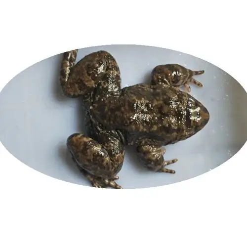 野味山珍石蛙棘胸蛙美食石鸡石冻月子补品妇孺补品石坑山蚂拐山蛙