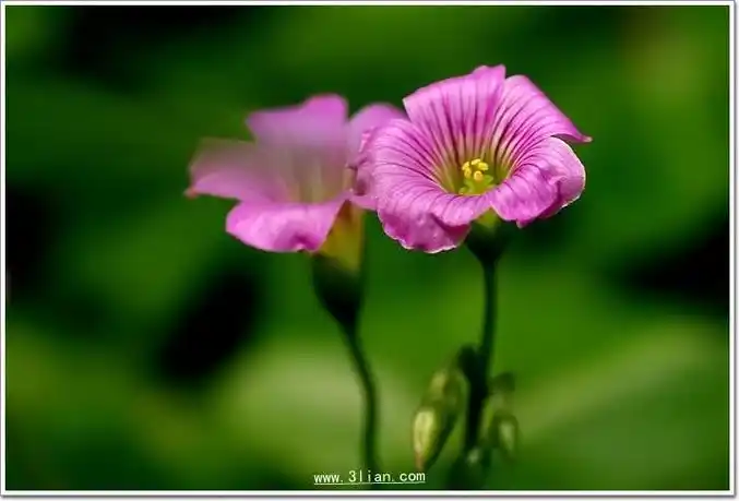 p>三叶香草(学名:lysimachia insignis)为 a href="#" data-lemmaid=