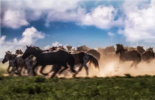 美丽的锡林郭勒大草原,奔腾的蒙古马