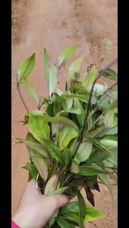 一种很好的中草药凉茶,我们本地叫龙九甘