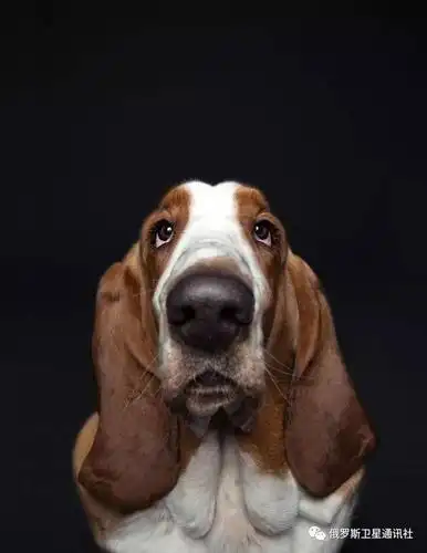 图集| 俄罗斯摄影师照片里微笑着的狗