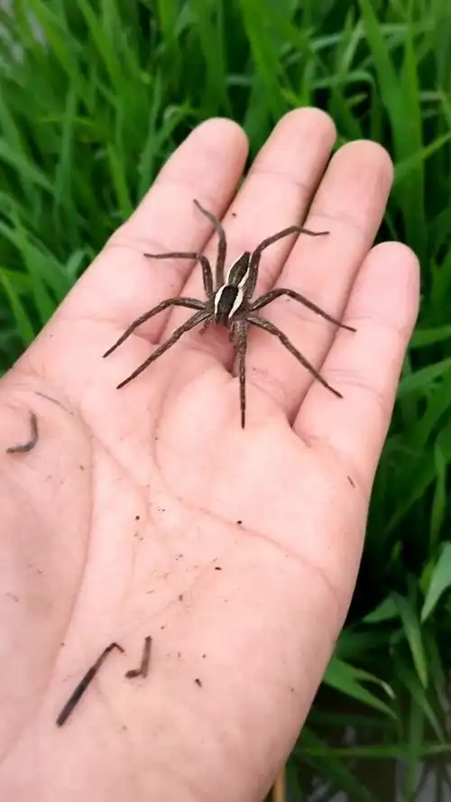 农忙也有乐趣,此蜘蛛无毒哦.