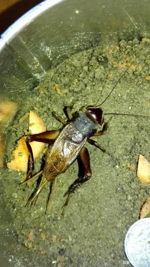 不是北方人所说的油葫芦蟋蟀品种,只是长得很像油葫芦.