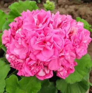 902人付款淘宝包邮直立枫叶天竺葵花苗万岁玫瑰劳拉和谐丹尼斯碗重彩