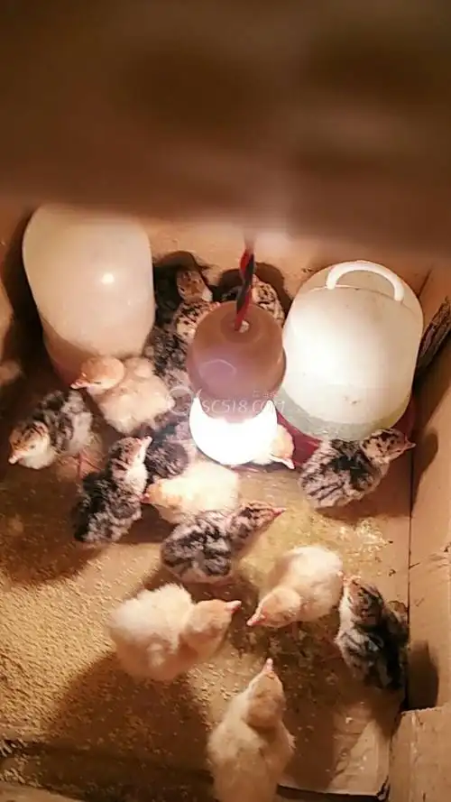 昨天刚出了的火鸡苗一窝,尼古拉7只,青铜12只,欢迎打包