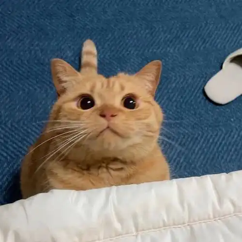 最近特别喜欢的橘猫胖猫头像!