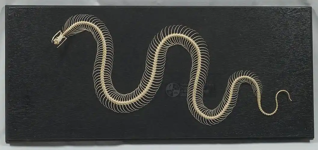 国立台湾博物馆馆藏蛇亚目标本典藏数位化计画Ⅱ