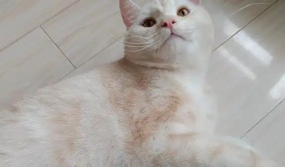 凯米尔色渐层猫的特征