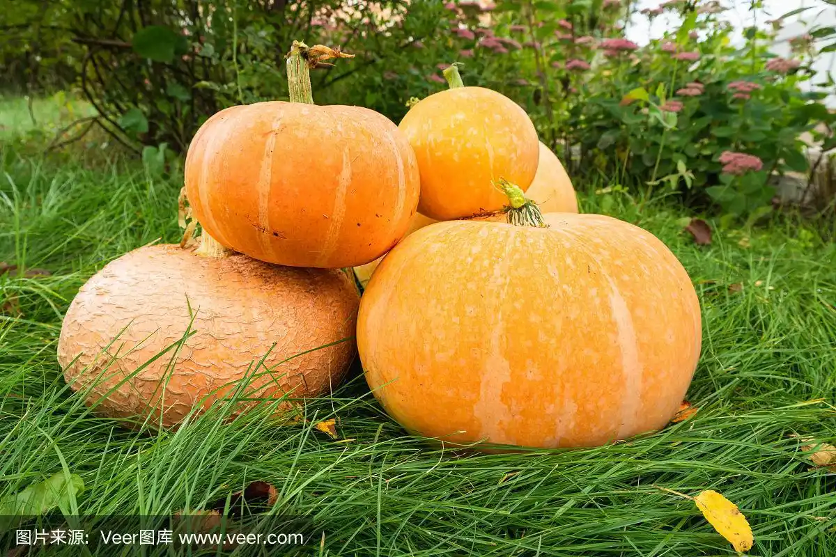秋天的背景,收获,耕种.新鲜的有机蔬菜