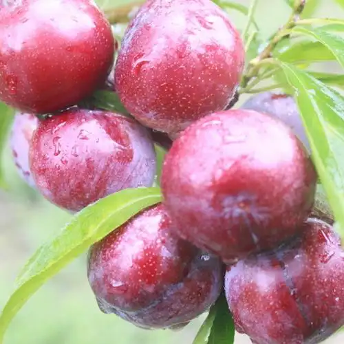 现货新鲜现摘李子果脆爽酸甜红心李