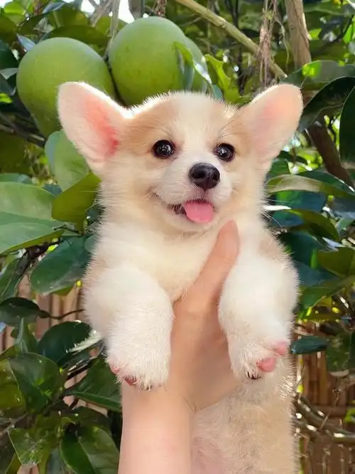 柯基是怎样养成的?快来围观这小可爱