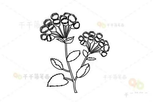 美艳的藿香蓟简笔画