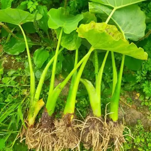 广菜苗贵州特产白芋荷菜苗现挖先发蒙禾绿植装饰酸汤蔬菜带泥发货 广