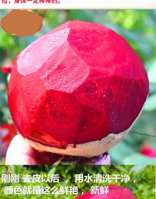 甜菜根种籽 荷兰紫菜红菜头种子 红甜菜紫菜头大面积庭院四季 荷兰