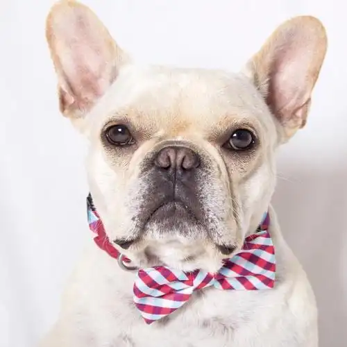 zeedog蝴蝶结狗狗项圈颈圈法斗泰迪金毛狗狗蝴蝶结领结宠物用品