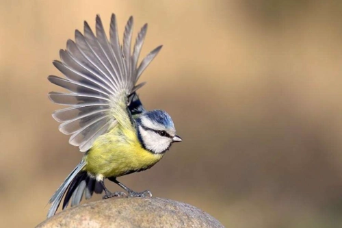 鸟类在漫长的进化过程中,为了适应自然界中各种复杂的环境条件,产生了