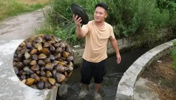 回顾为何过去经常吃的河蚌现在很少人爱吃了原来吃它还有讲究