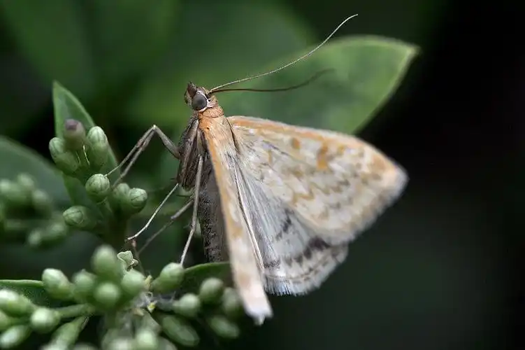 小蛾子查看大图曝光:1/125 sec光圈:f11快门:1/125 seciso:200曝光