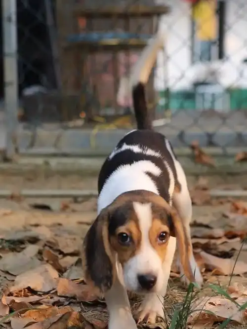 比格犬的这些优缺点你知道吗