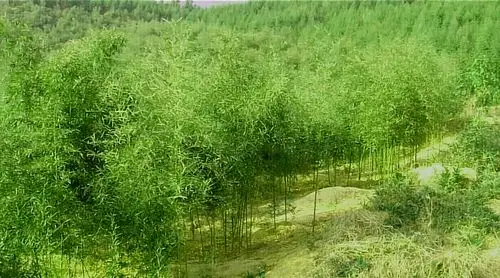 新开发种植的雷竹山场-点击图片放大看更清晰